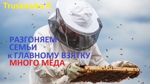 Пчёлы. Как за две недели, разогнать семью пчёл до состояния медовика. И взять много мёду на пасеке.
