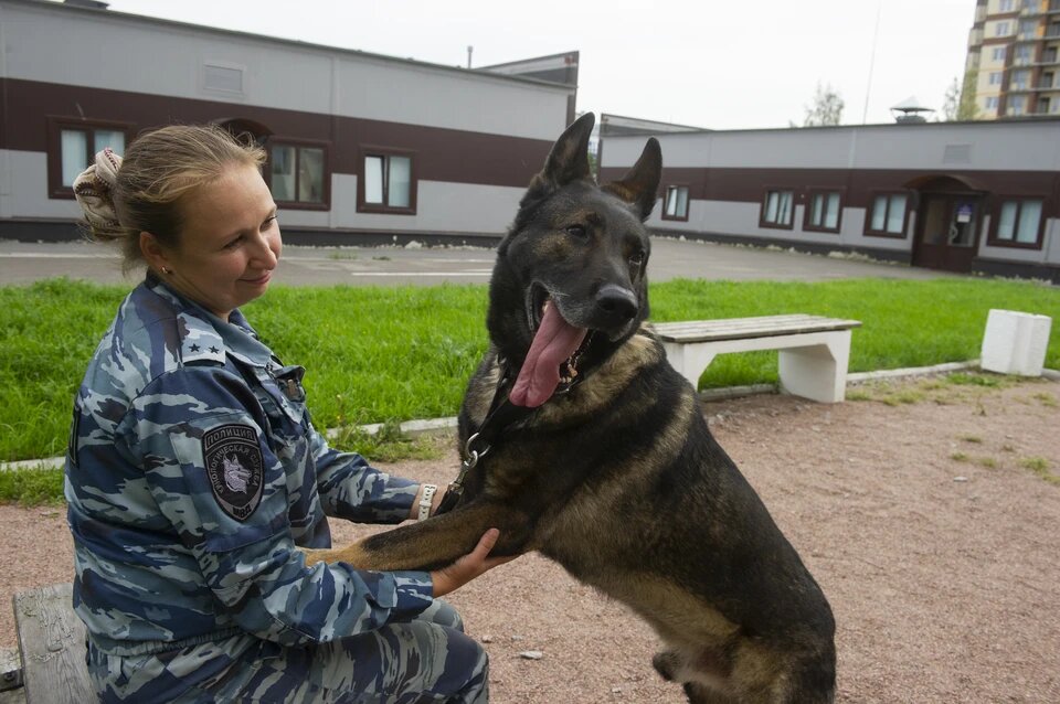 Волк спас девочку от насильника. Фото: Юлия ПЫХАЛОВА
