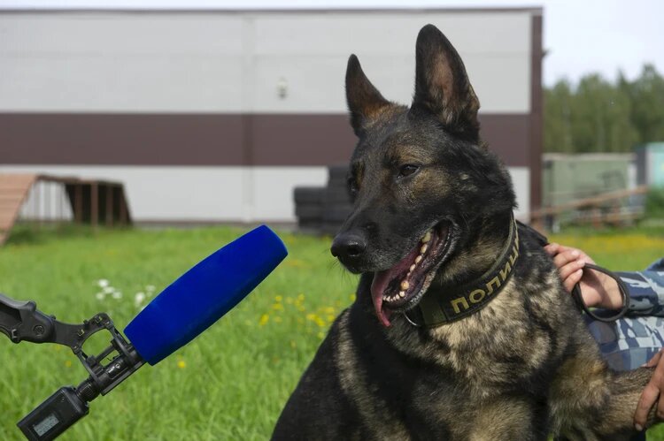 Волк взял след ребенка по наволочке. Фото: Юлия ПЫХАЛОВА