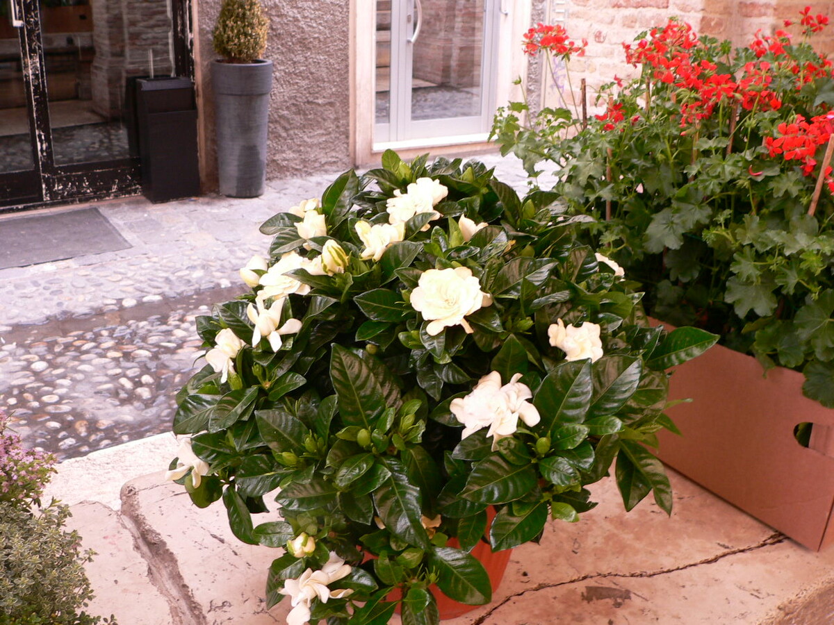 Разве  может не радовать эта красота