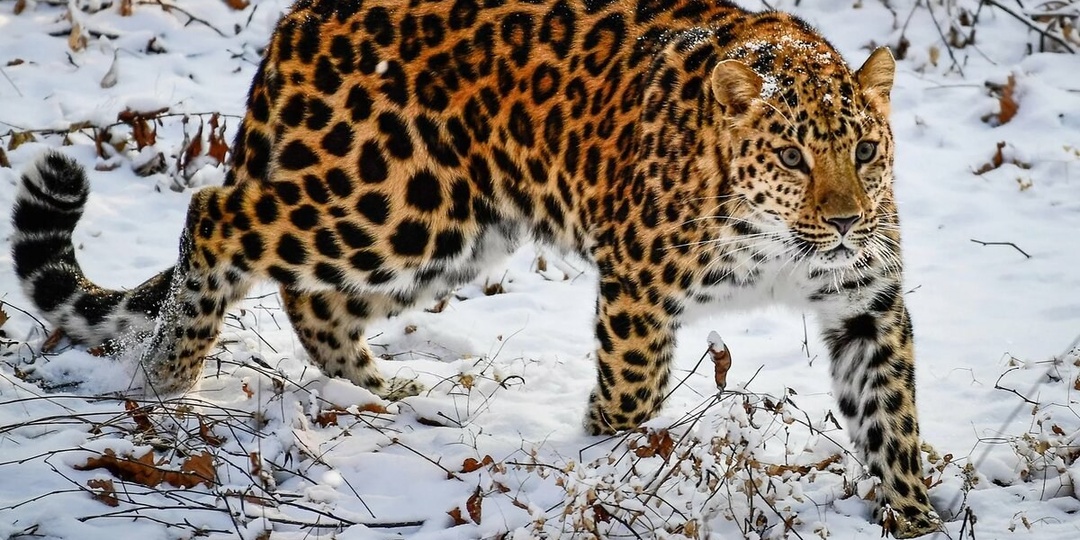 8 самых быстрее всего исчезающих видов животных