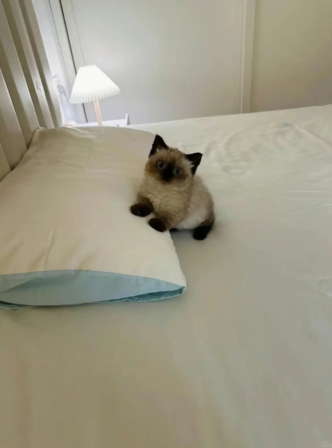 Котенок