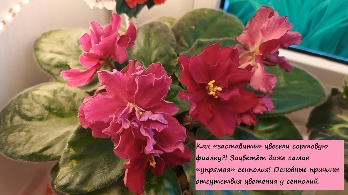 На фото сенполия сорта Arapahoe!