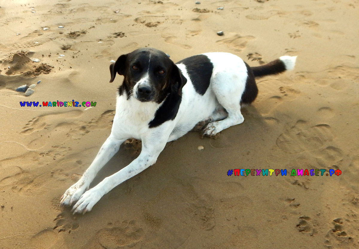 Хвостик вас поймет 