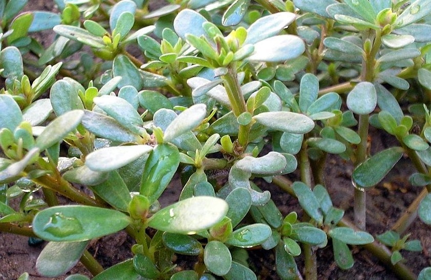 Портулак овощной