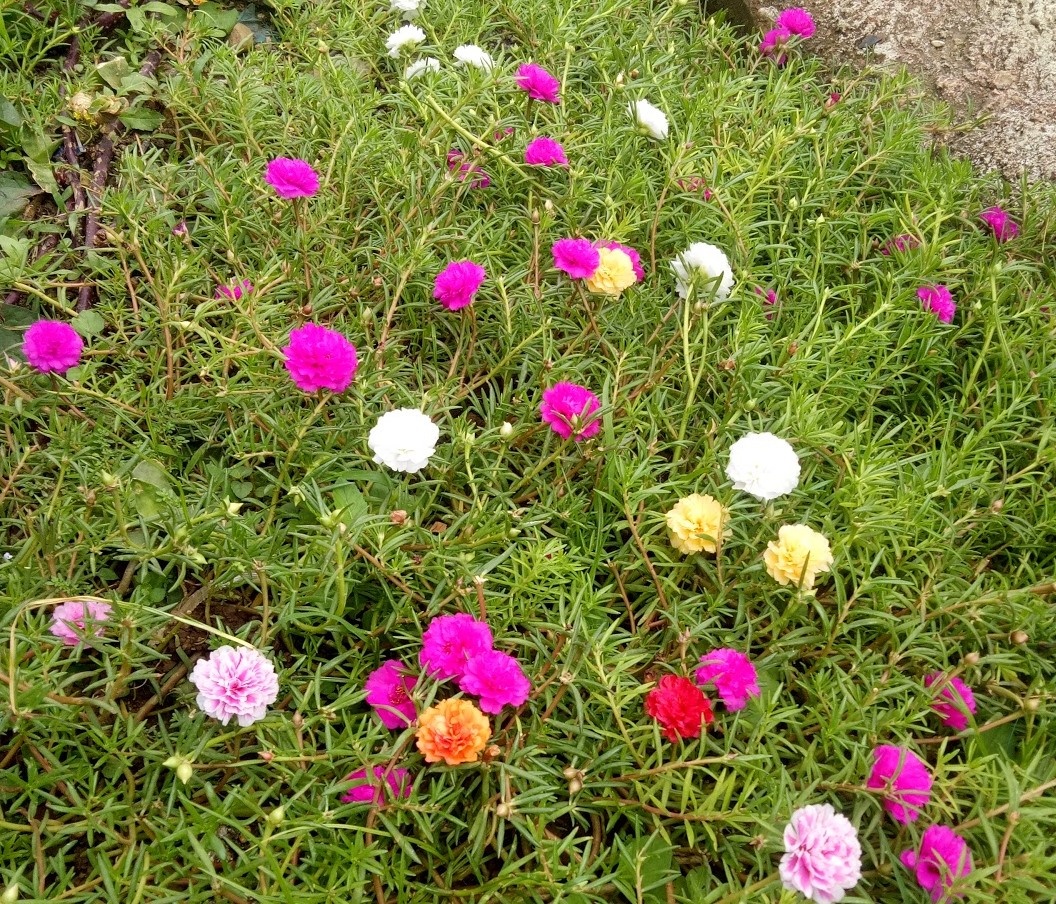 Цветы портулак