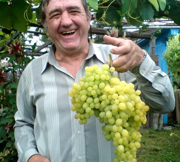 Виноградари уходят, виноград продолжает жить