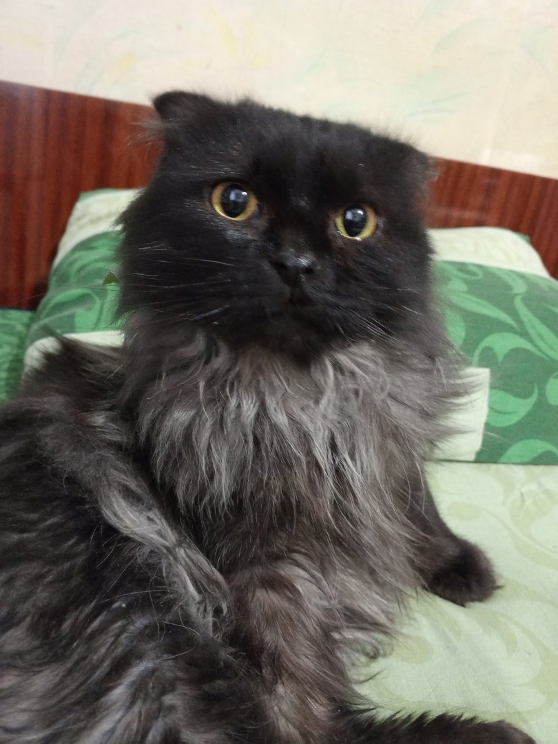Котик Марсик