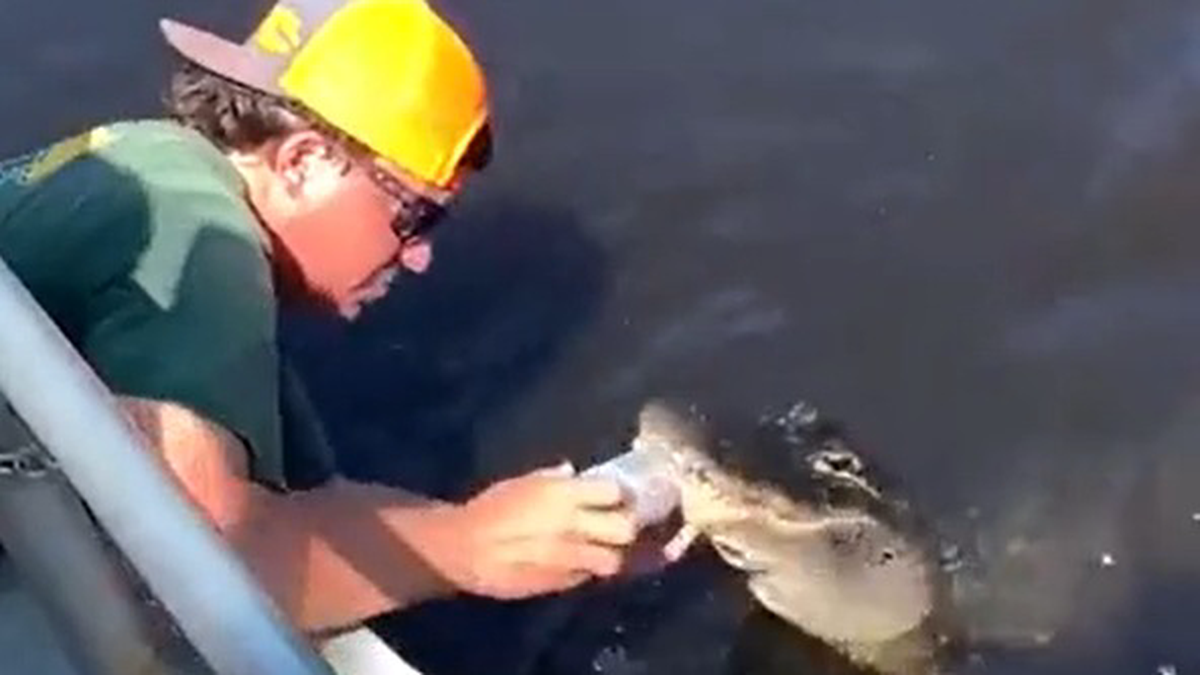    Фото: X / Catch Up Bites