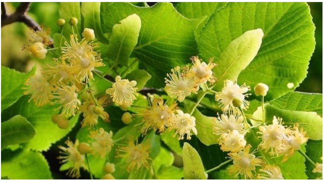Пыльца цветков вредна для аллергиков, поскольку легко вызывает приступ астмы.