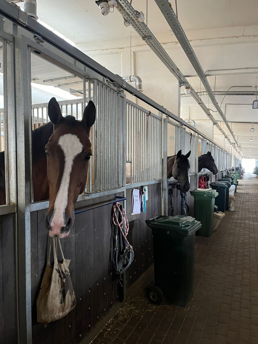 Конюшня в Максима-парк, ни одной мухи не встретили там!