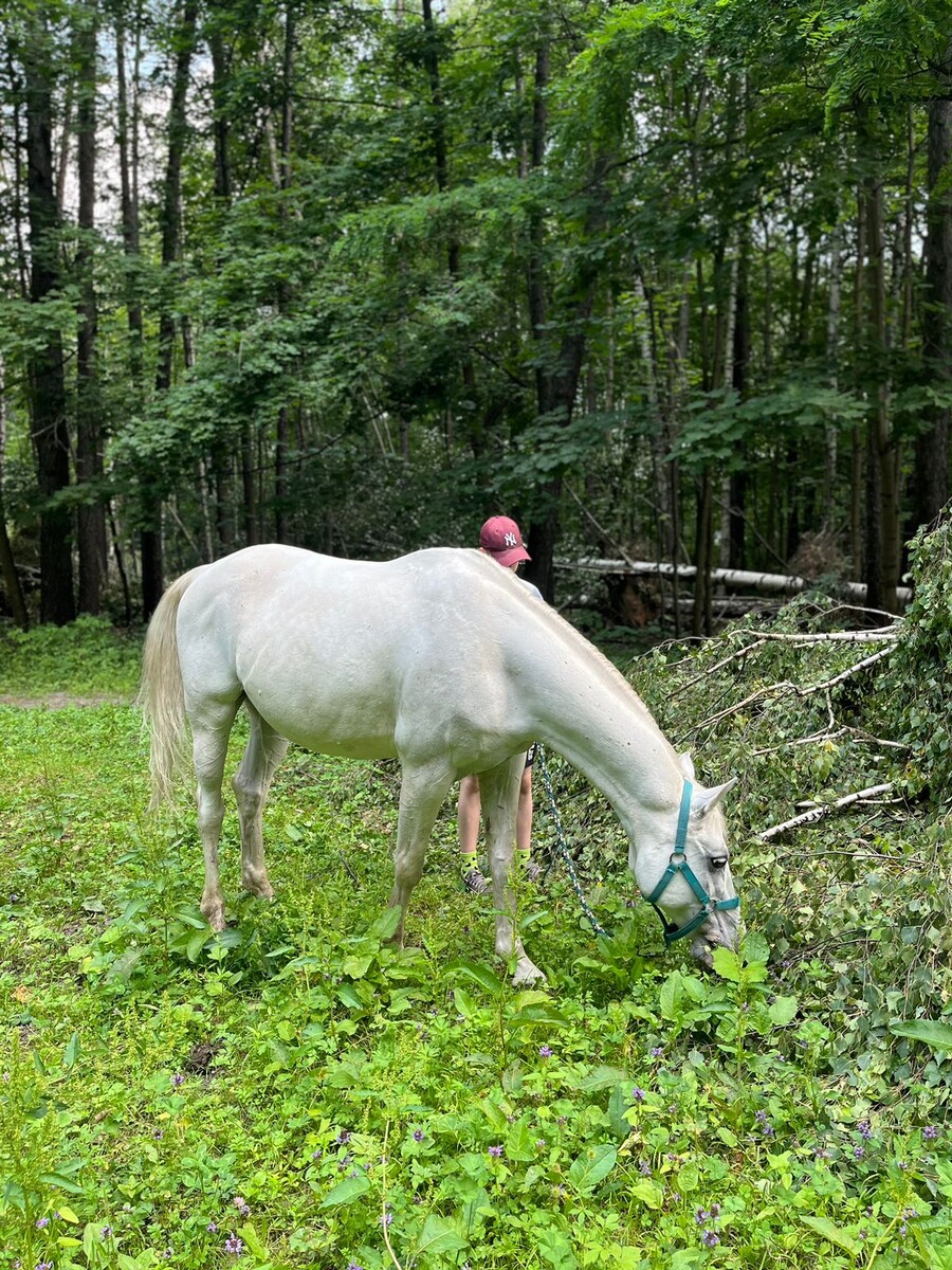 В самое жаркое время дети ведут лошадей в лес, в прохладу, пасут там лошадок. 
