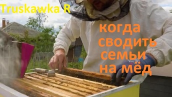 Пчёлы. На пасеке время собирать мёд. Сводим семьи, для рекордного сбора мёда на главном взятке.