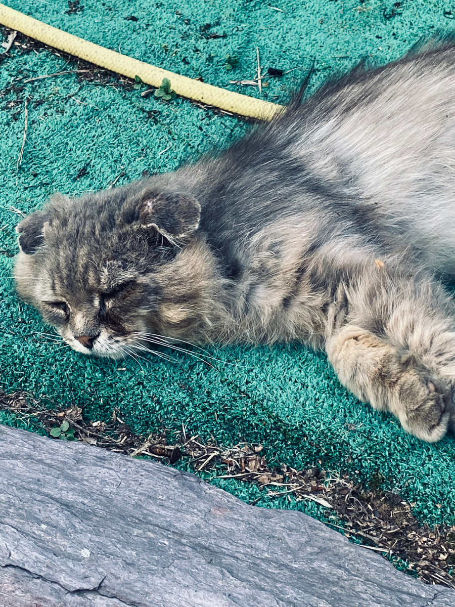 Филечке жарко даже в теньке. Везде фото автора.