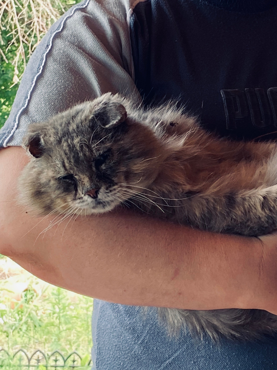 Так устал. так устал! Так еще и хозяева нервы треплят!