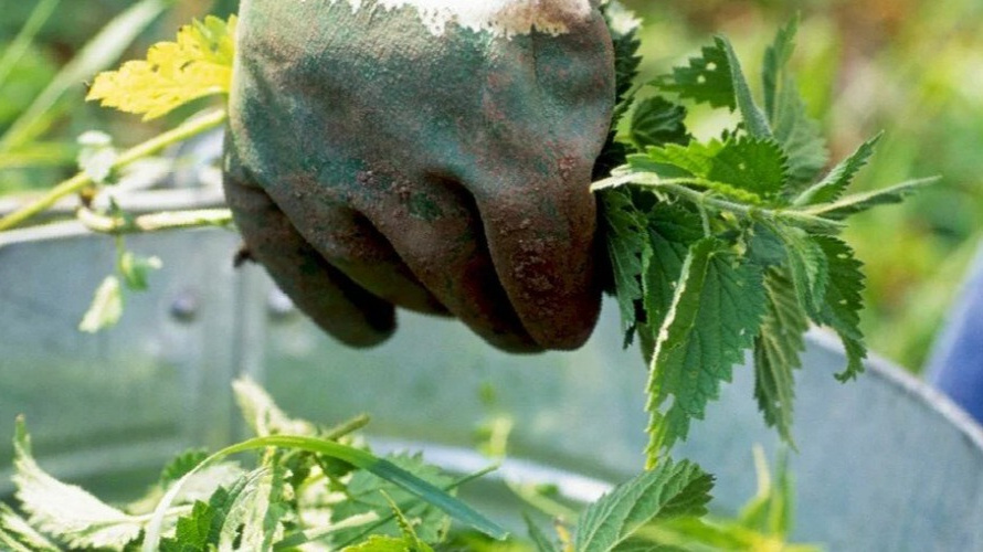 Плюс "зеленое удобрение" минус урожай огурцов. Не все натуральное всегда – полезно (очень жалею что раньше не знал и терял урожай)