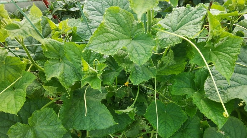 И показали! Они дали такие плети — обзавидуешься! 