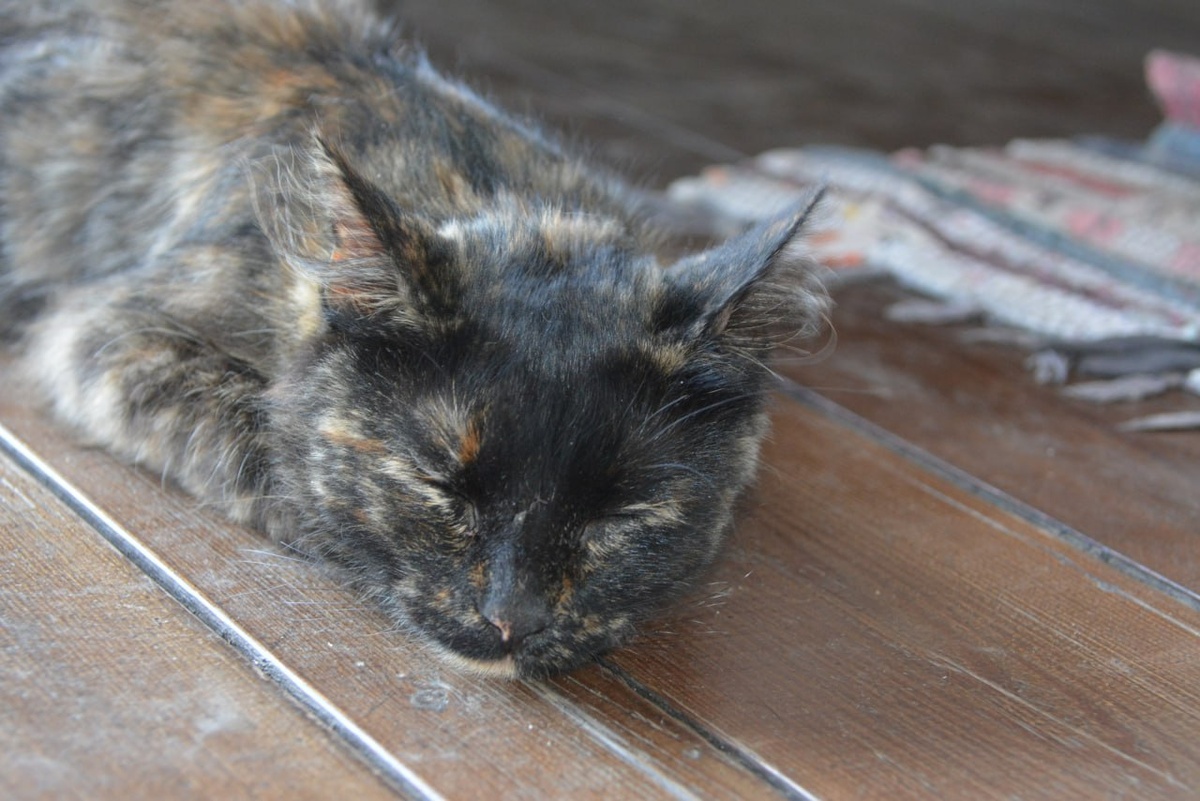 Владелица лавандового поля пояснила, что с собакой к ним приехать нельзя, так как на территории много кошек. Мы в итоге встретили всего двух. Одна из мурчащих красавиц, вот, спокойно спала на веранде. Фото автора. 