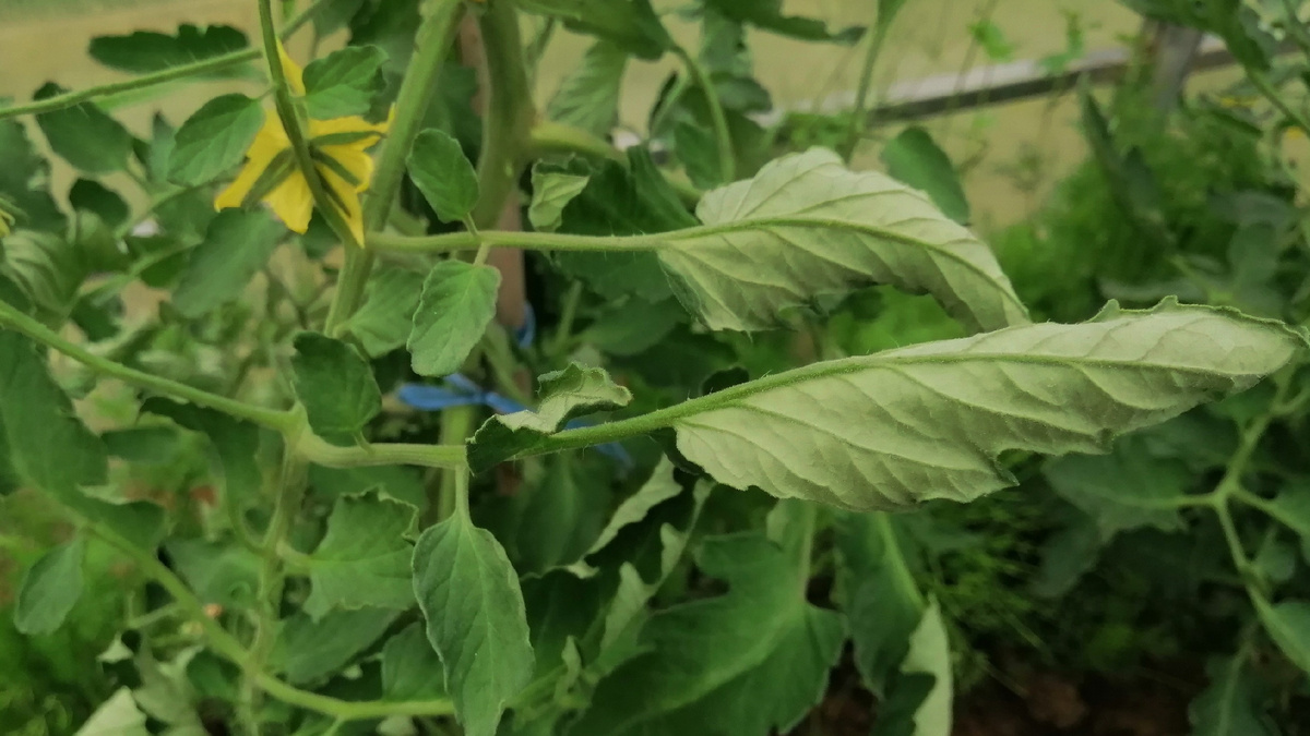 Если листья скручиваются рулончиком, то специалисты говорят о дефиците меди. 