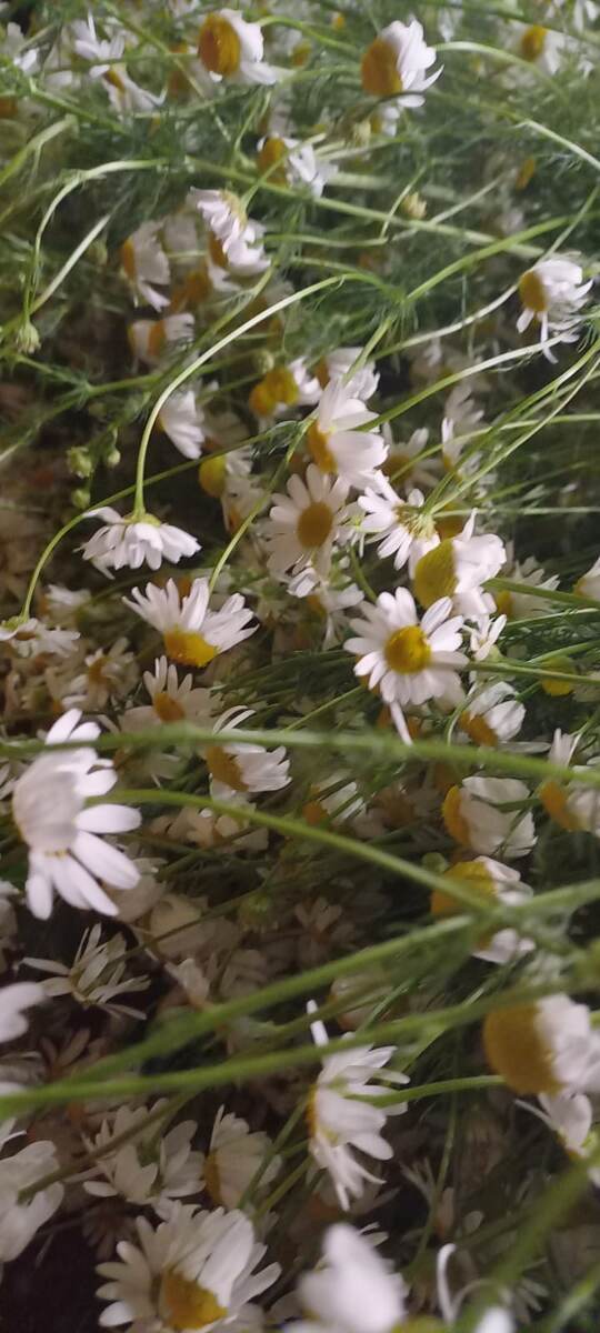 Ромашковые россыпи