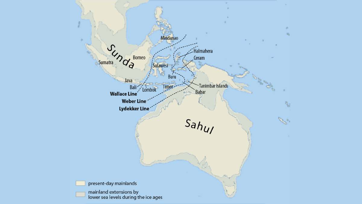 Карта Сунды и Сахула во время последнего эпизода оледенения, десятки тысяч лет назад, когда уровень моря был на 100 метров ниже. Источник: news.cnrs.fr