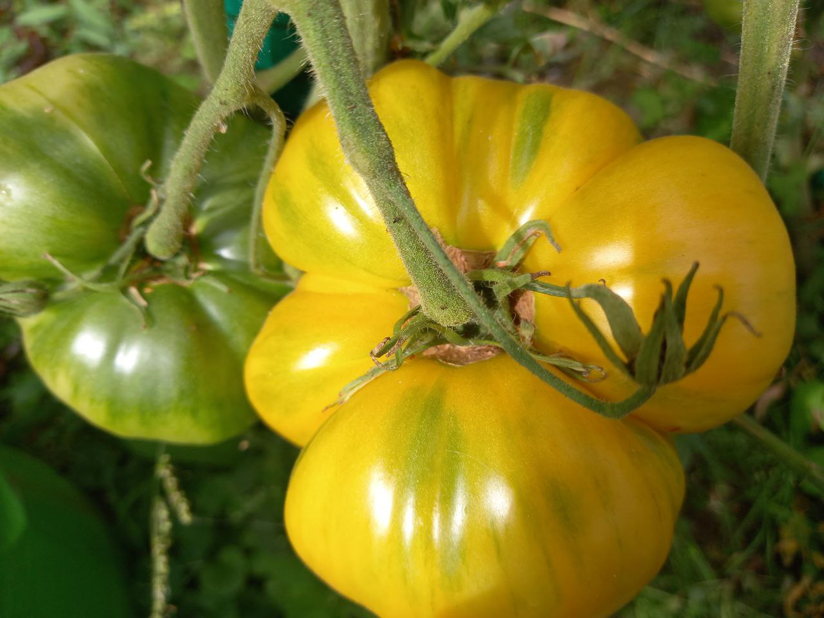 Вместо томатов-красавцев жёлтого цвета выросли какие-то грушевидной формы томатики красно-непонятных оттенков. Три года назад купила пакетик томатов.-2