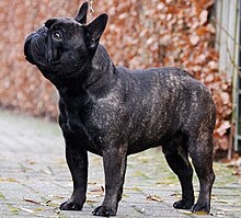 Французский бульдог тигрового окраса