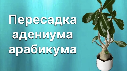 Ах, какие формы! Восхитительная комплекция! Пересадка адениума арабикума. 9 июля 2024 г.