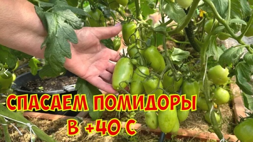 Помидоров в жару будет пропасть: секреты подкормки и ухода за томатами в жаркие дни (от 75-летнего агронома)