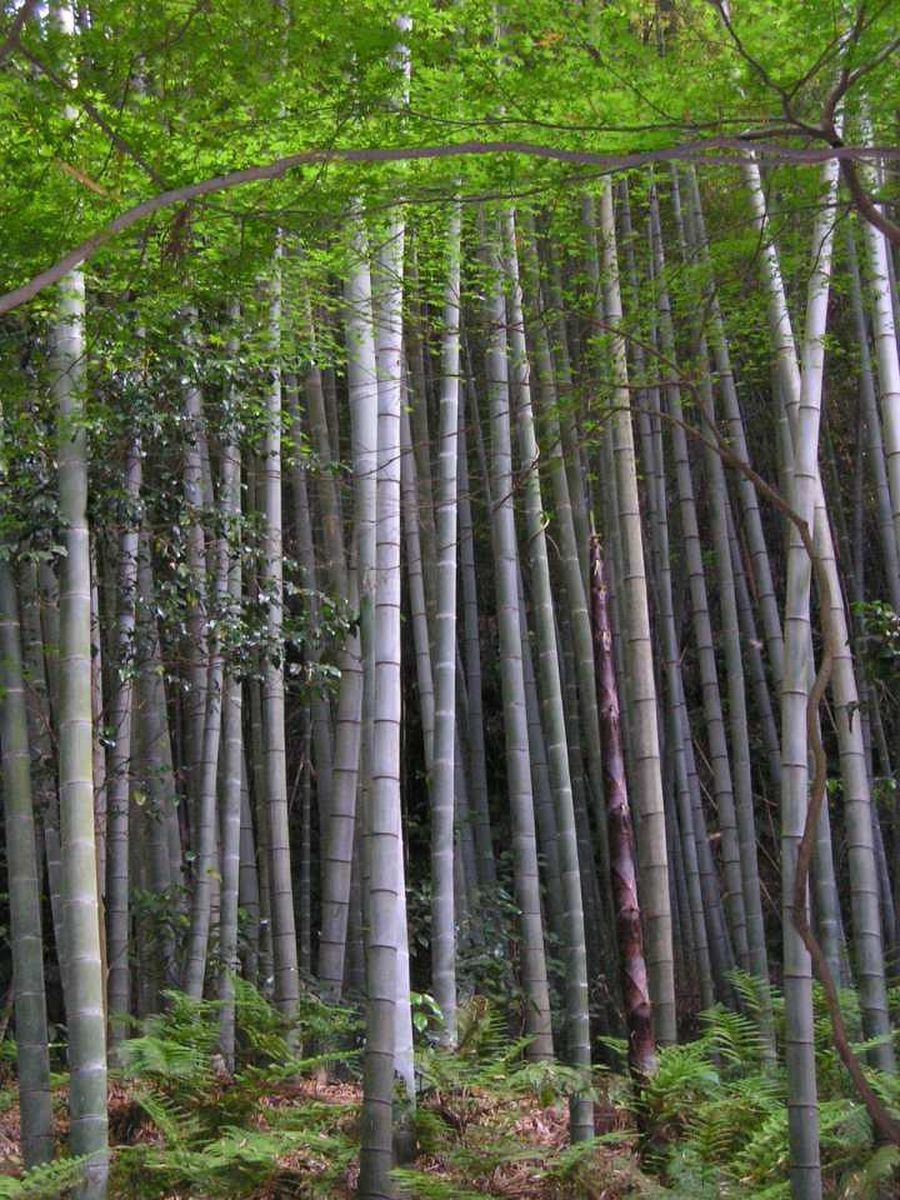 Бамбук растет фантастически быстро. Высокая скорость для бамбука -  90 см в сутки. Примерно рост на 1 мм каждые полторы минуты. Однако это не предел. Рекорд роста бамбука был зафиксирован в Японии.-2