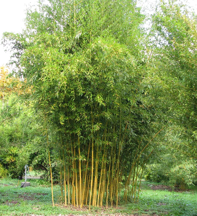 На фото - самый быстрорастущий вид бамбука - Phyllostachys bambusoides.