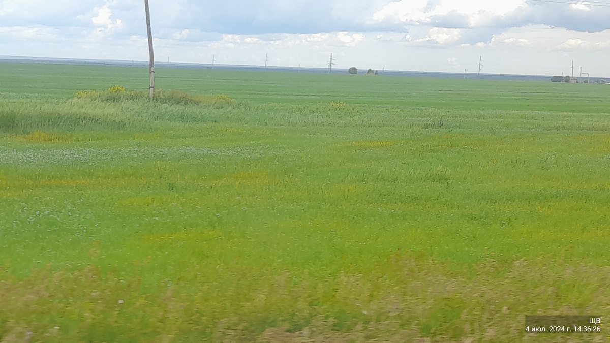 лен вдоль трассы