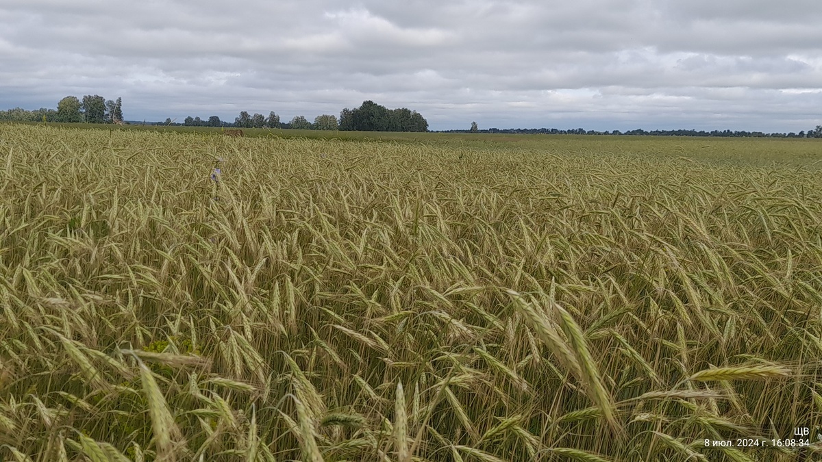 там бы стоять и стоять. наблюдая, как ветер волны колосьев гоняет