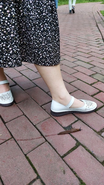 Ветеринары бьют тревогу. Фото телеграм-канала Полины Абрамовой.