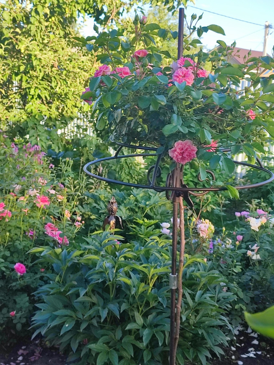 Роза на штамбе.