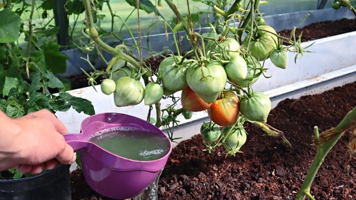 Подкормка для помидор в июле. Прирост к урожаю как минимум 40%. Предупреждаю, кусты подвязывайте лучше, ломаются от количества помидор.