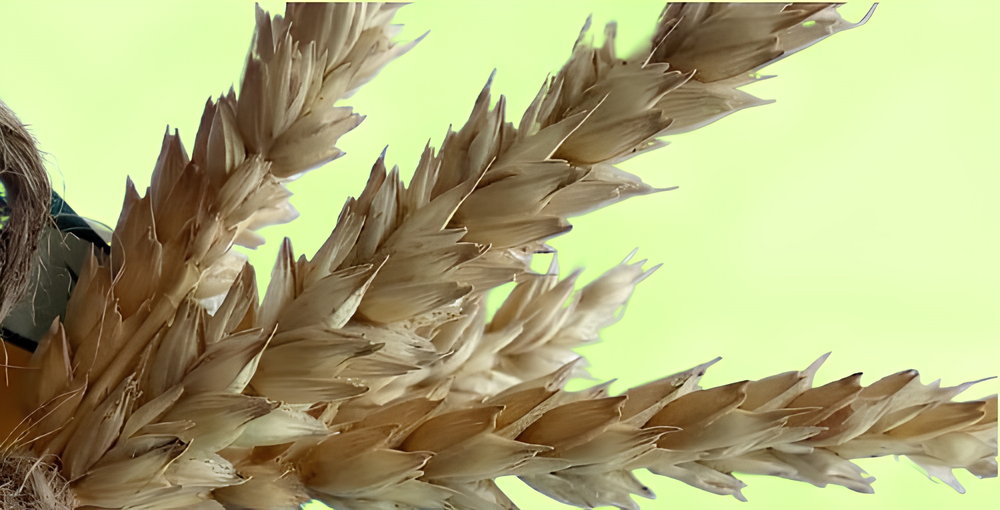 Фото: АПК Новости