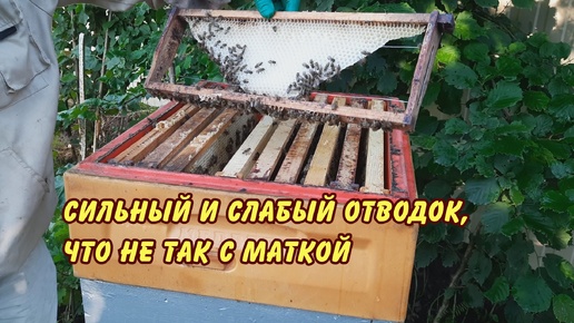 пчеловодство, сильный и слабый отводок что не так с маткой, пасека