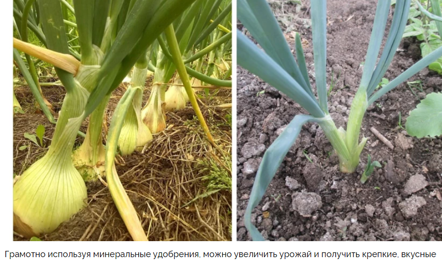 Подкормки лука в июле в открытом грунте: удобрения и народные средства для хорошей луковицы