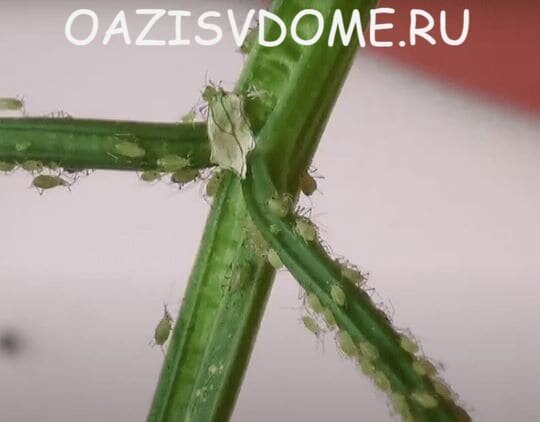 На фото вредитель тля на комнатном растении 