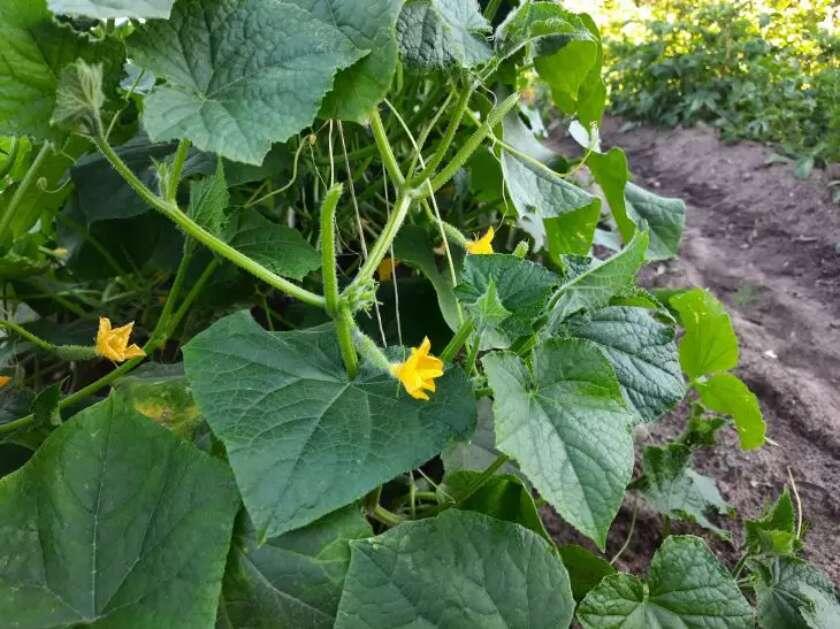 Чем больше завязей, тем богаче урожай