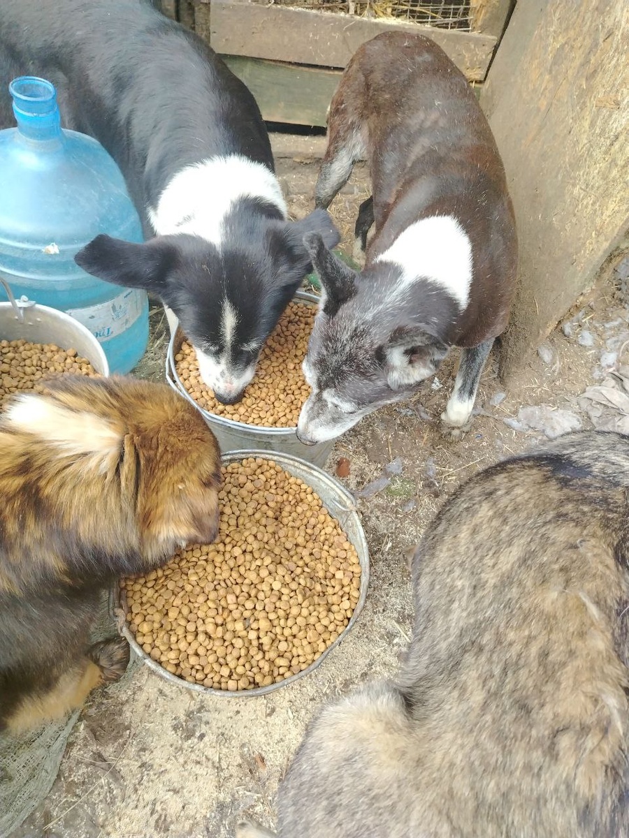 Каждый хвостик должен быть сытым 