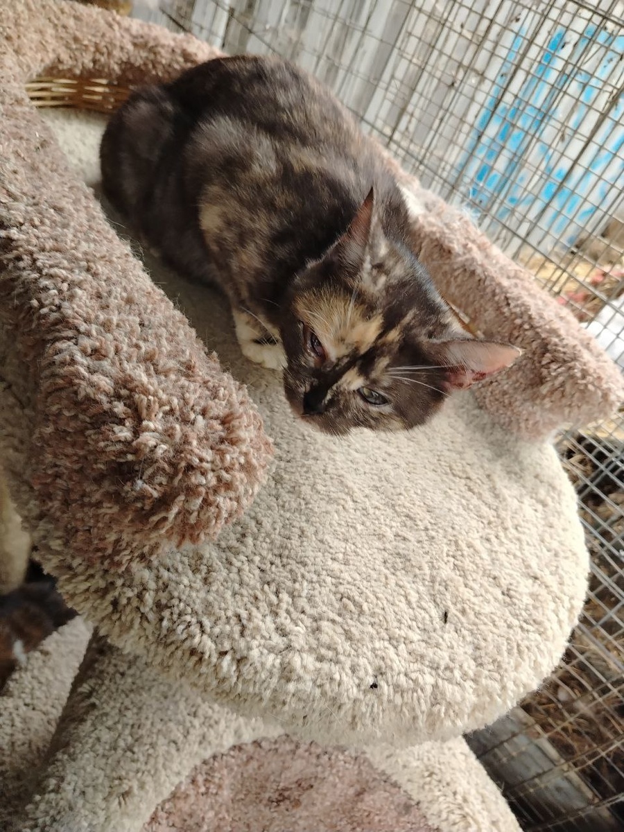 Кошки обожают домики и когтеточки