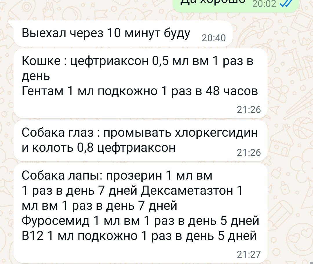 Продолжаем копить на анализы и поездку к врачу🙏❤️Назначение по хвостикам💊  | Остров надежды | Дзен