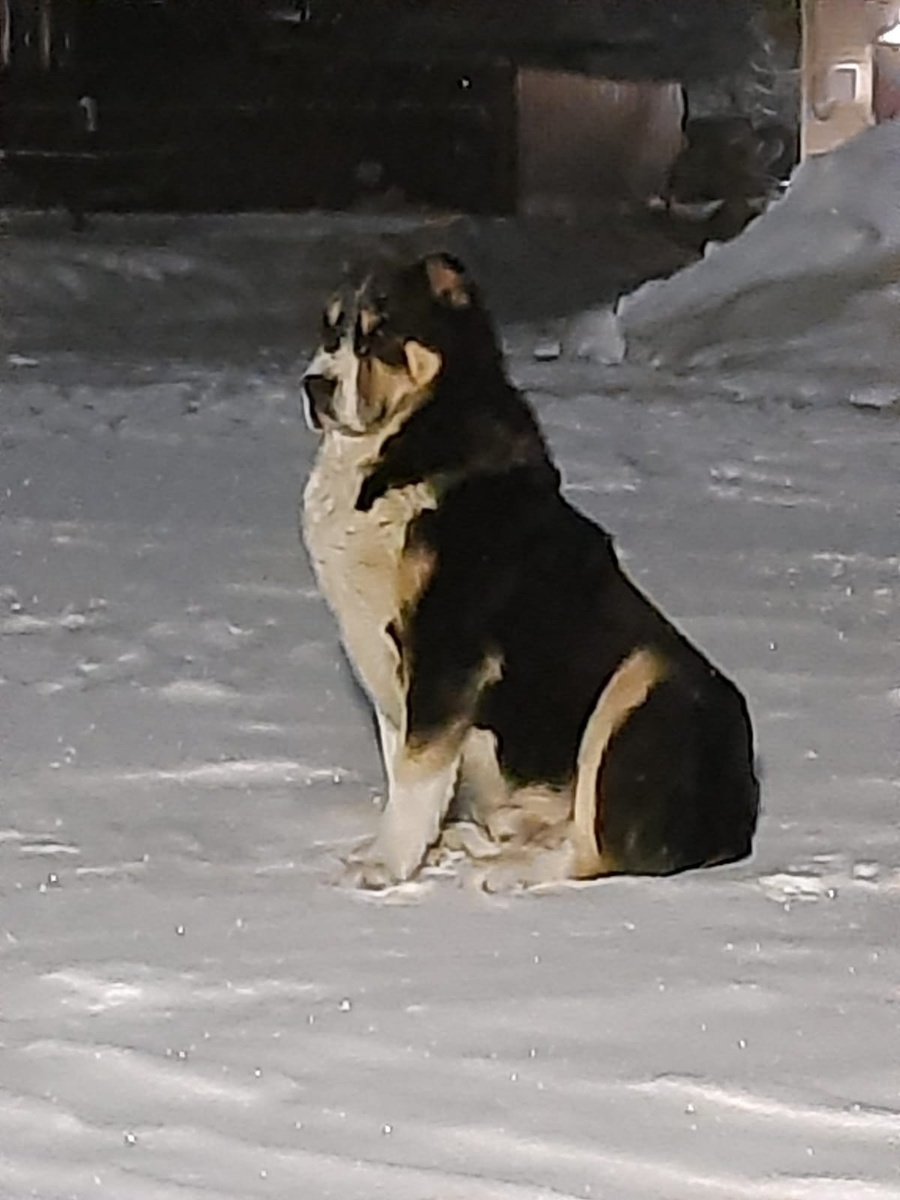 вот он, наш красавец