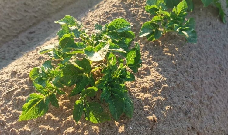    Рынок картофельного белка будет неуклонно расти в ближайшие годы