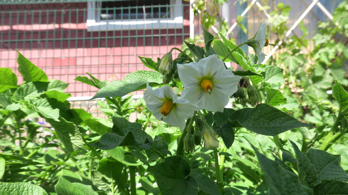 Цветы картофеля