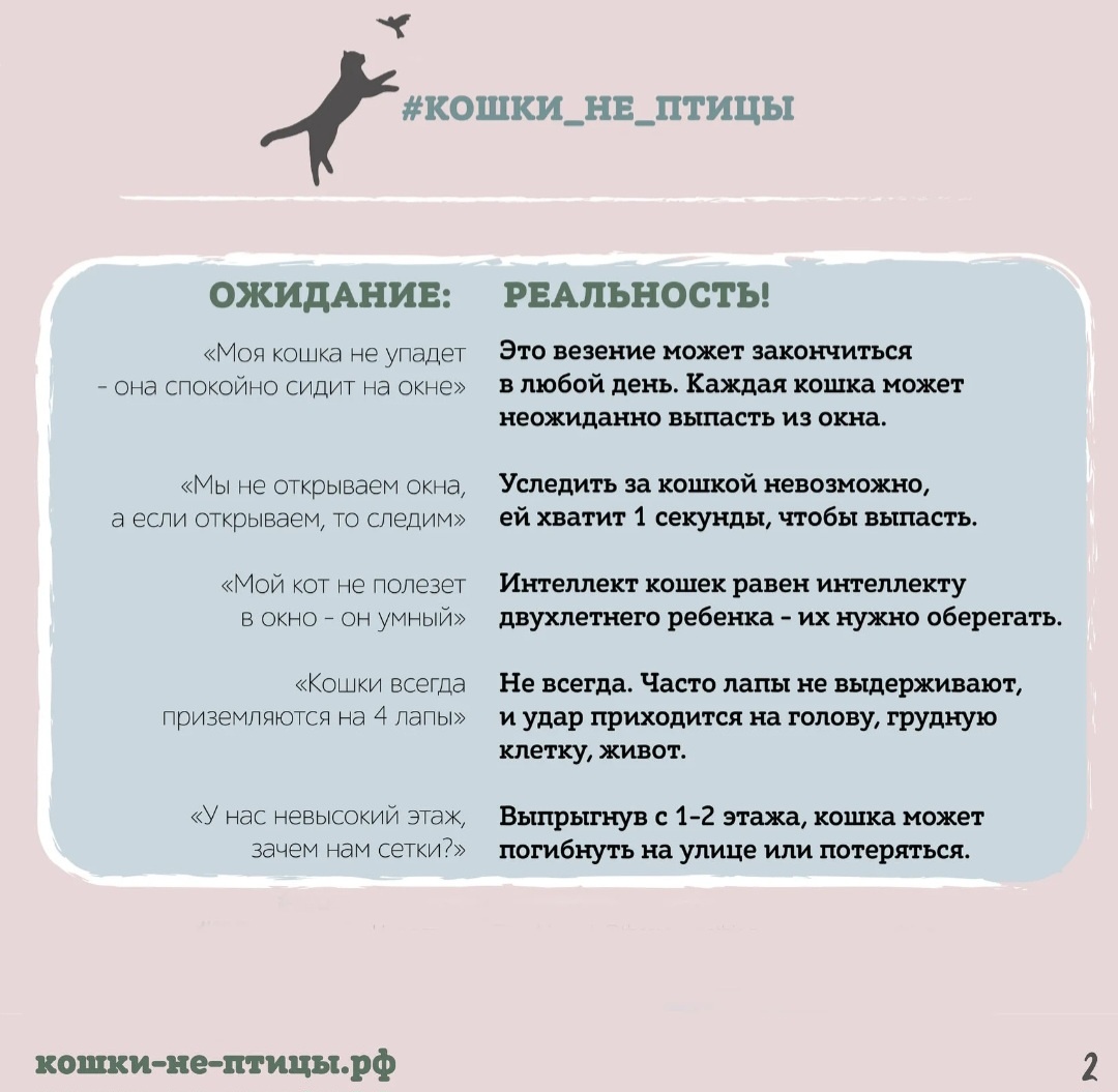 Фото: https://кошки-не-птицы.рф/
