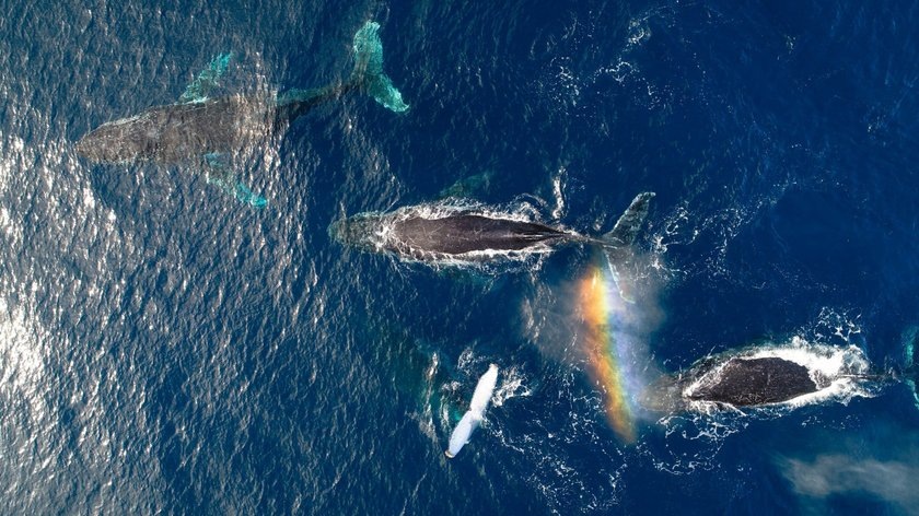 Исследование Университета Квинсленда показало, что уровень стресса у мигрирующих горбатых китов у восточного побережья Австралии снизился в течение первого года пандемии COVID-19, пишет Phys.org.