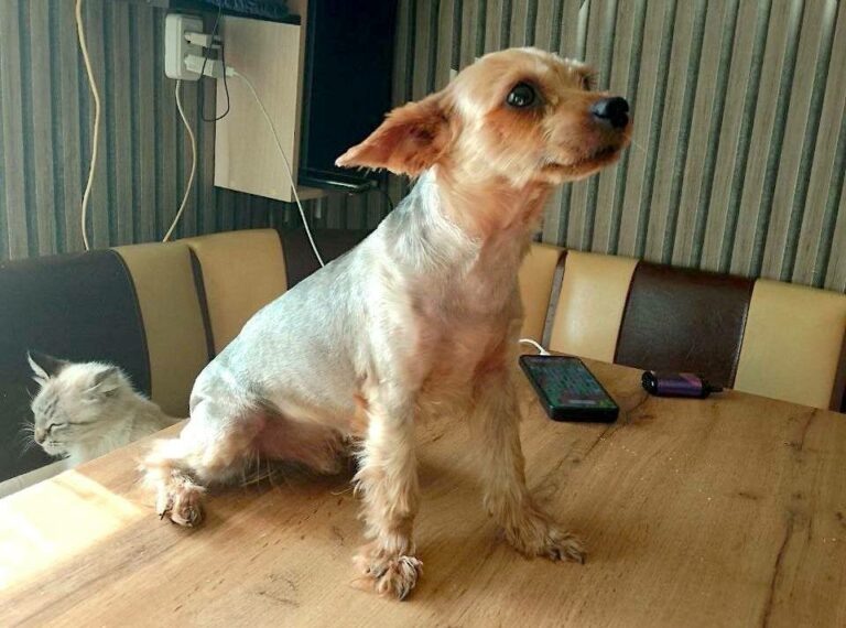    Украли собаку, терьера по кличке Джесси. Но полиция Александровского района ее нашла Белов Михаил Александрович